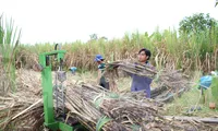 Nhà máy đường 'càng ép nhiều mía càng lỗ lớn'