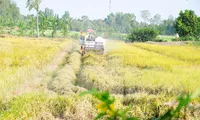 Chính thức phê duyệt đề án 1 triệu ha lúa chất lượng cao