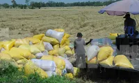 Khổ như nông dân bị cò &apos;ép giá&apos; lúa 