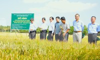 Nghiên cứu vay 9.000 tỷ &apos;rót&apos; cho đề án 1 triệu ha lúa chất lượng cao