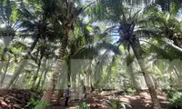Lãnh đạo Trà Vinh chỉ đạo khẩn khống chế sâu gây hại cây chủ lực