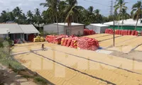 Việt Nam xuất khẩu gạo cho 3 tỷ người làm lương thực chính 