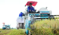 Vì sao gạo Việt xuất khẩu nhiều nhưng tiền thu về ít? 