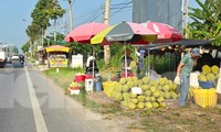 Sầu riêng ‘rẻ như bèo’ bán đầy đường 