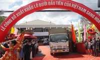 Việt Nam xuất khẩu 40 tấn bưởi đầu tiên sang Hoa Kỳ