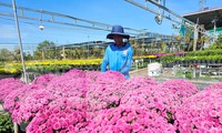 Thủ phủ hoa Sa Đéc tất bật chuẩn bị mùa Tết
