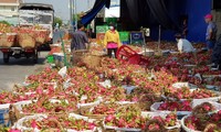 Thanh long rớt giá thảm, người trồng, nhà kho lao đao