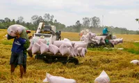 Yêu cầu thực hiện thủ tục hải quan và thông quan xuất khẩu gạo nếp