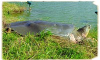 Rùa Hồ Gươm