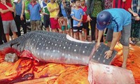 Cá 1 tấn được cắt khúc không phải là loài quý hiếm?