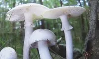 Hai vợ chồng tử vong do ăn nấm độc lấy trong rừng