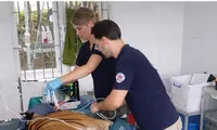 Vườn quốc gia Phong Nha – Kẻ Bàng gây mê chuyển 7 cá thể hổ sang khu nuôi mới 