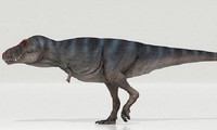 Khủng long bạo chúa T-Rex được cho là đi chậm hơn con người
