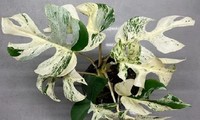 Cây trầu bà lá xẻ đột biến này vừa bán được giá kỷ lục 453 triệu đồng.