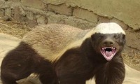 Cận cảnh báo gấm săn lửng mật trên cây 