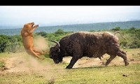 Trâu rừng hóa &apos;người hùng&apos; khi cứu voi con khỏi nanh vuốt sư tử