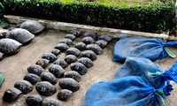 Bắt vụ vận chuyển trái phép lượng lớn động vật hoang dã qua biên giới
