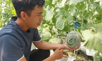 Khởi nghiệp trồng dưa lưới cho thu nhập trăm triệu