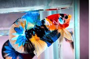 Bỏ vốn 5 triệu, chàng trai Cần Thơ thu nhập trăm triệu nhờ loài cá &apos;trang sức phương Đông&apos;