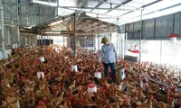 Quy mô trang trại gà Tiên Yên của chàng kỹ sư CNTT Nguyễn Việt Phương hiện có 5 nghìn con