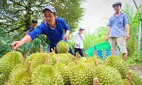 Quy trình sản xuất thiếu tiêu chuẩn khiến sản phẩm có nguy cơ mất cơ hội xuất khẩu 