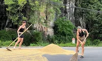 Du khách nước ngoài nhận &quot;bão tim&quot; khi giúp người dân &quot;chạy lúa&quot; tại Ninh Bình
