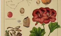 Lắng nghe thông điệp từ vũ trụ, khám phá biểu tượng thú vị về các chòm sao (Phần 2)