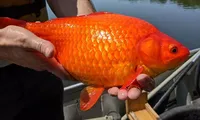 Cá vàng sống trong ao hồ tự nhiên có kích thước to như một quả bóng đá và có tuổi thọ hơn 25 năm.