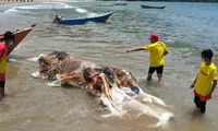 Sinh vật trôi dạt trên bãi biển Malaysia là con gì?