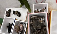 Phát hiện &apos;kho&apos; động vật hoang dã, quý hiếm