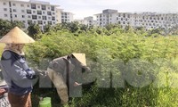 Loài sinh vật ngoại lai xâm lấn chóng mặt, gây hại cho người dân