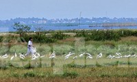 Giăng mắc hàng nghìn cạm bẫy săn bắt chim trời gần trụ sở chính quyền thị trấn