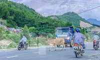 Đà Nẵng: Trâu bò nghênh ngang, người đi đường sốt vó 