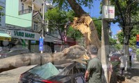Cây xanh bất ngờ ngã đổ đè trúng ô tô trên đường ở Đà Nẵng