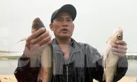 Người Đà Nẵng đổ ra biển bắt cá nước ngọt sau mưa