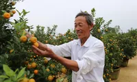Quất Tết Hội An: Giá tăng 20% vẫn đắt hàng 