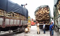 Lực lượng CSGT TT-Huế lại phát hiện, xử lý hàng loạt xe ô tô chở gỗ vi phạm vượt tải, tài xế không có bằng lái