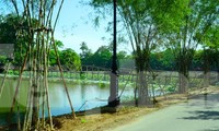 Tre cán giáo, loại cây trồng được cho là không liên quan gì đến thắng cảnh hồ Tịnh Tâm hiện được trồng khá dày để giữ đất tại đê Kim Oanh thuộc thắng tích này.