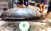 Cá mú "khủng" nặng tới 55kg vừa bắt được trên vùng đầm Cầu Hai. Ảnh: Trung tâm Ươm tạo và Chuyển giao công nghệ - Đại học Huế.