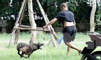 Bệnh dại phức tạp, chó không rọ mõm nhan nhản dạo chơi, tập săn mồi trong công viên