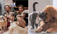 Hàn Quốc: Thú cưng có thể sắp có tư cách pháp lý, được bảo vệ như con người?