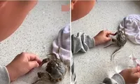 Bị cua cắp nhưng không muốn mẹ cắt càng cua, cậu bé 10 tuổi cố chịu đau để dỗ cua nhả ra
