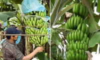 Đỡ buồng chuối nặng nên bị ngã, một người ở Úc đi kiện, được bồi thường số tiền khổng lồ