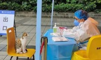 Góc siêu cưng: Thấy các sinh viên đi xét nghiệm, bé mèo cũng chạy đến “đòi” được lấy mẫu
