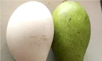 Bên cạnh quả xoài là quả gì? Người dân Ấn Độ tấp nập đi xem thứ quả “khó tin mà có thật”