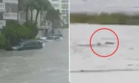 Rùng mình cảnh “cá mập bơi trên phố” trong siêu bão Ian ở Mỹ: Xác nhận video là thật 100%!