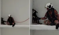 Chú chó hờn dỗi ngồi ở rìa tường tầng 7, đội cứu hộ đến dỗ dành còn vênh mặt quay đi