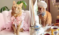 Chú mèo làm &quot;mẫu ảnh&quot;, thu nhập còn nhiều hơn cả chúng ta đi làm một năm