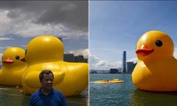 Hai chú vịt vàng “nhân đôi may mắn” ở Hong Kong nhưng một chú vừa bị xỉu vì nắng nóng