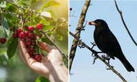 Lễ hội hái anh đào buộc phải hủy do chim ăn sạch không còn một quả nào